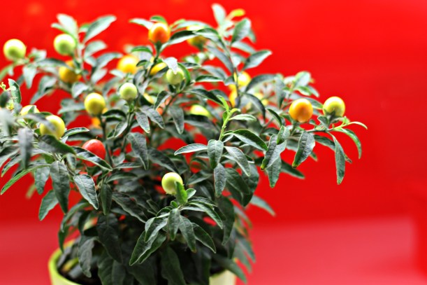 Pepper plant
