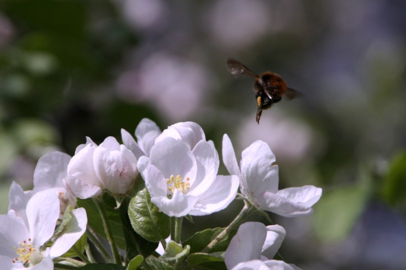 4639135677_1c0291a166_o