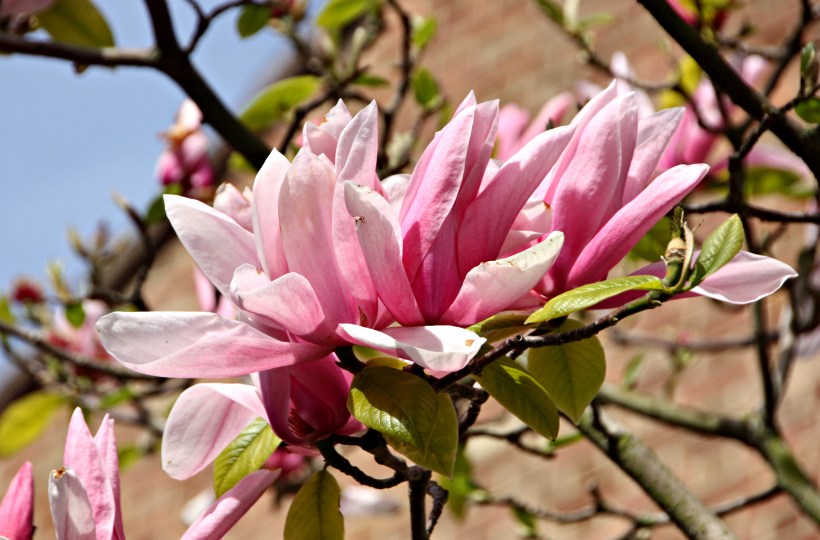 A rare sight for us Finns - gorgeous magnolia trees!