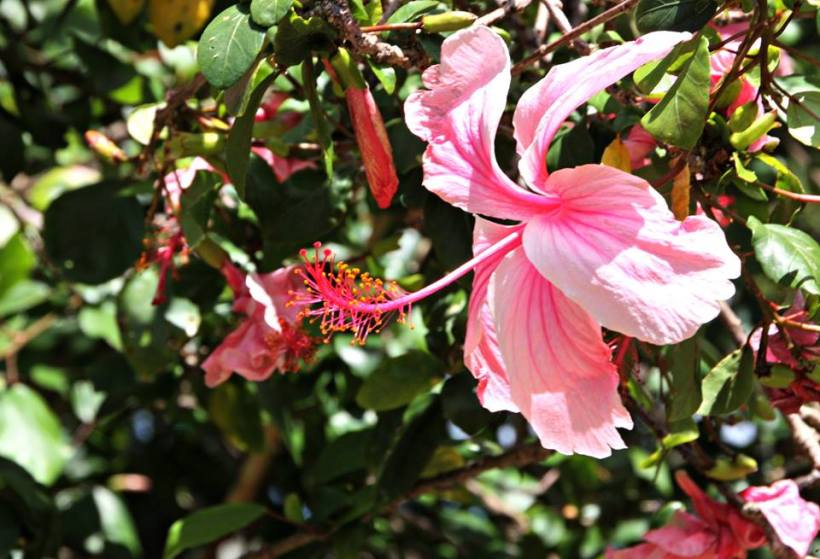 11016088_10153118016169214_1877523936446472557_n